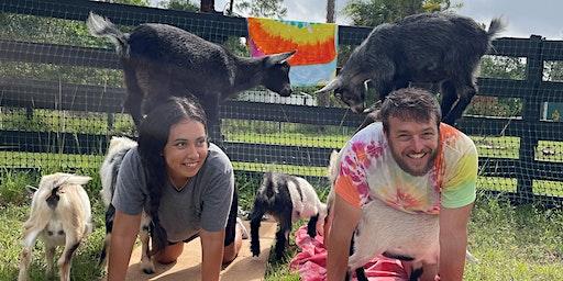 Goat Yoga with Baby Goats, Farm Tour, Music & Fun at a 10-acre Ranch