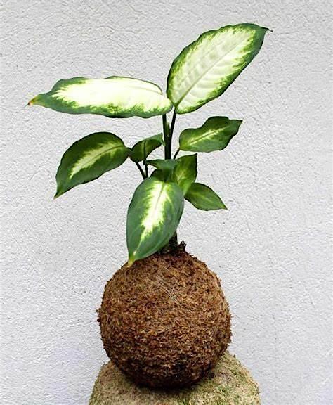 Make a Kokedama - Feb. 22nd at 6:30 pm