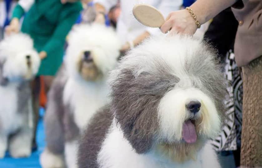 149th Annual Westminster Kennel Club Dog Show