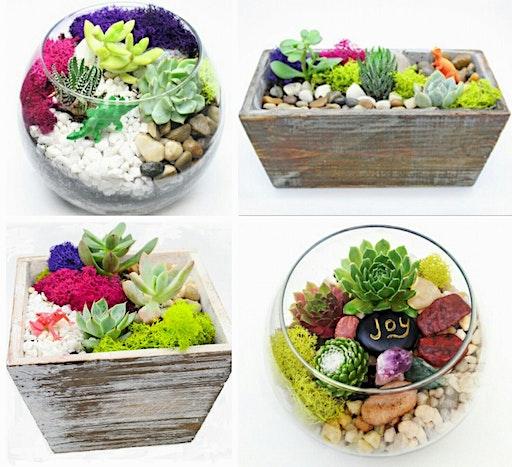 Plant Nite: Make a Succulent Terrarium